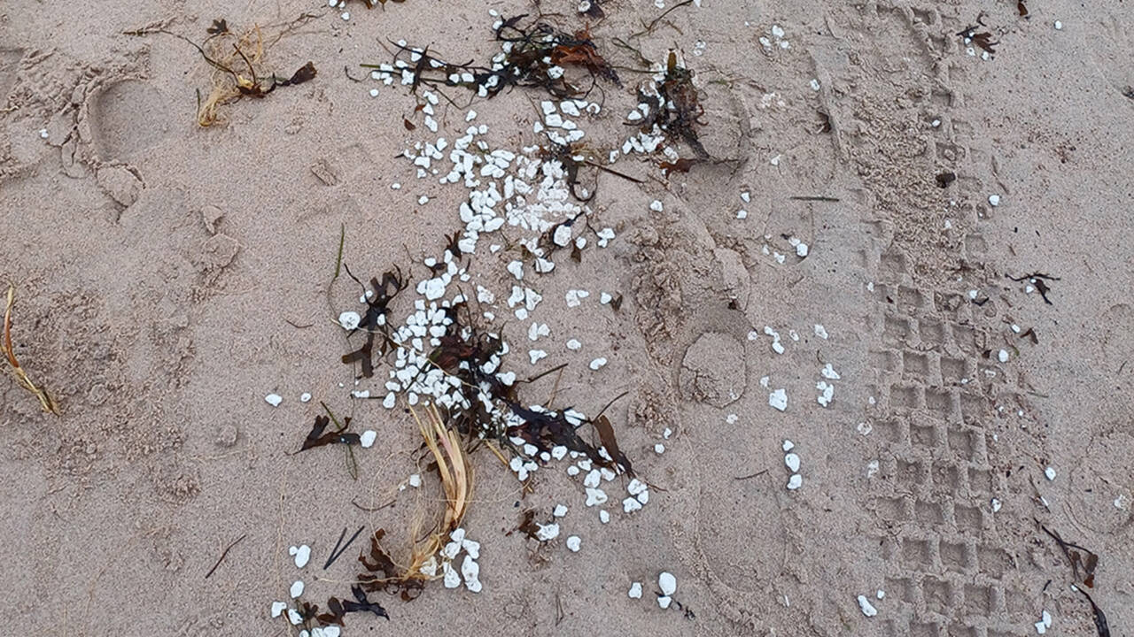 Vita gryn på stranden i Hangö