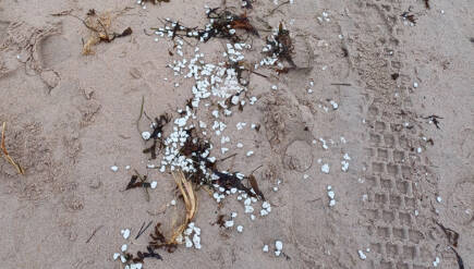 Vita gryn på stranden i Hangö