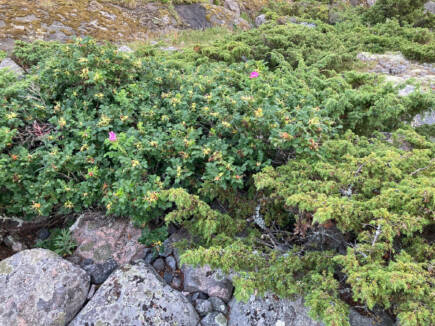 Vresrosor på berget