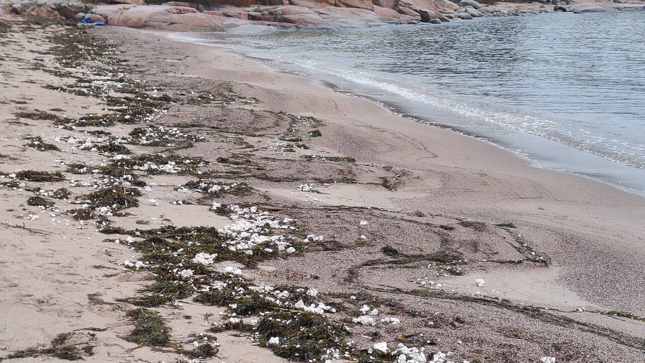 Vita gryn på Regattastranden