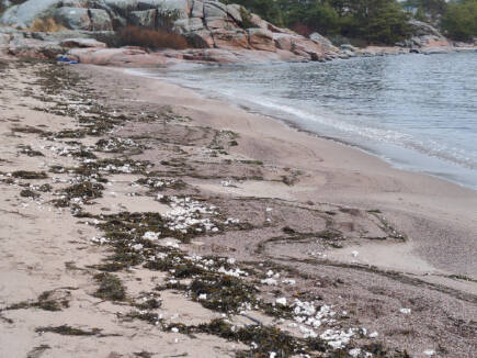Vita gryn på Regattastranden
