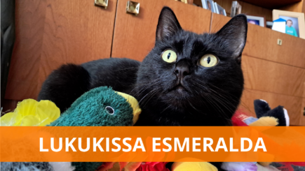 Bild på katten