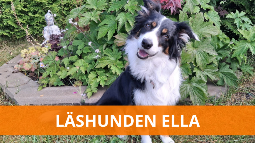 Bild på läshunden
