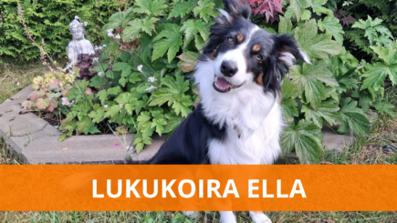 Kuva lukukoirasta